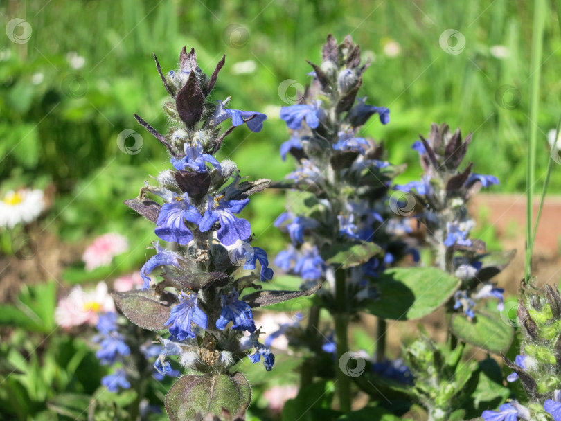 Скачать Цветы голубого стекляруса (Ajuga reptans).Ламиевые вечнозеленые многолетние растения фотосток Ozero