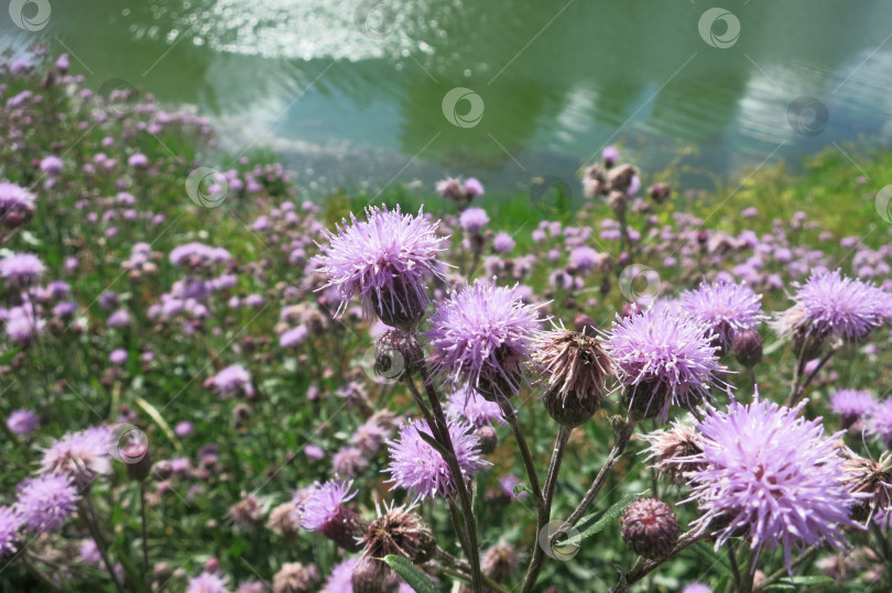 Скачать Растение канадский чертополох цветущее на природе фотосток Ozero