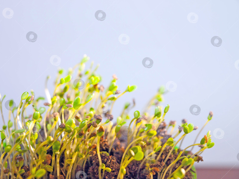 Скачать Молодые побеги клевера мини-зеленого, первые зеленые листочки на солнечном свету фотосток Ozero