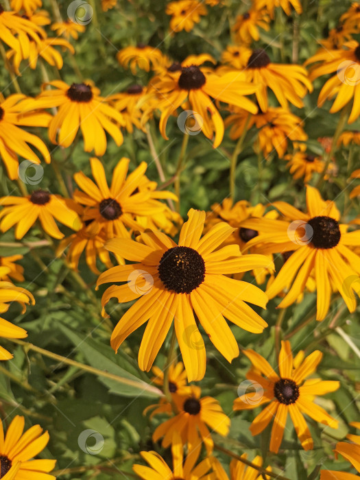 Скачать Ярко-желтые цветы рудбекии черноглазой Сьюзен (Rudbeckia hirta) в саду фотосток Ozero