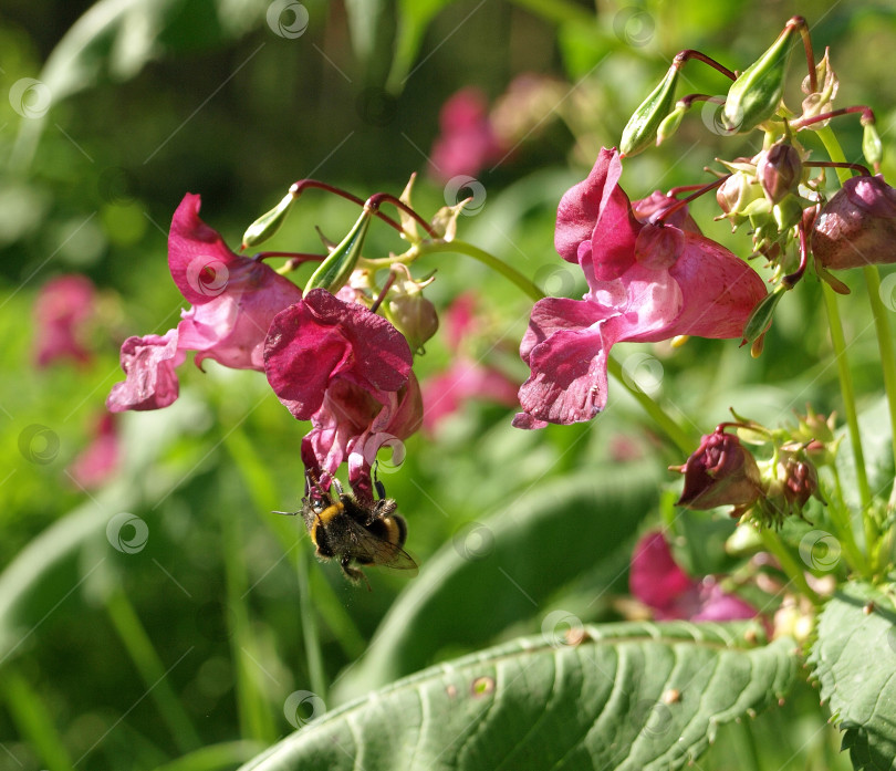 Скачать Цветы Impatiens glandulifera цветут на естественном фоне. Шмель в розовых цветах фотосток Ozero