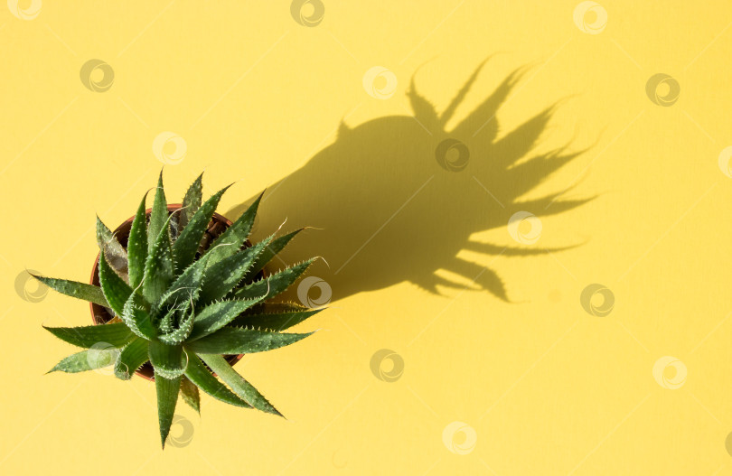 Скачать Зеленое суккулентное растение, домашнее растение алоэ на желтом фоне фотосток Ozero