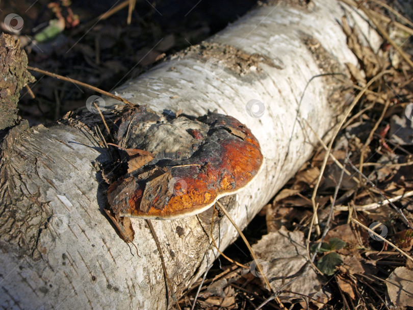 Скачать Красный древесный гриб чага на поваленном дереве в лесу фотосток Ozero