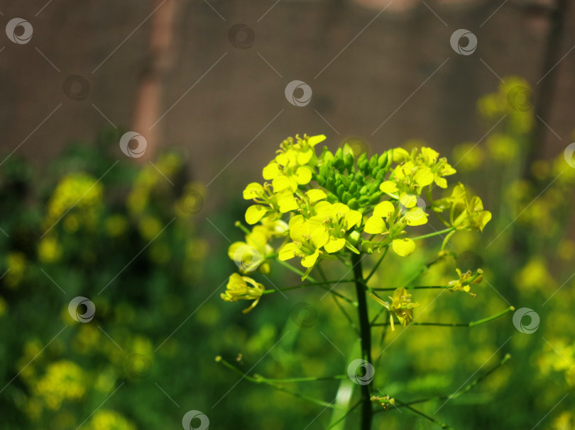 Скачать Ярко-желтые цветы горчицы на естественном фоне фотосток Ozero