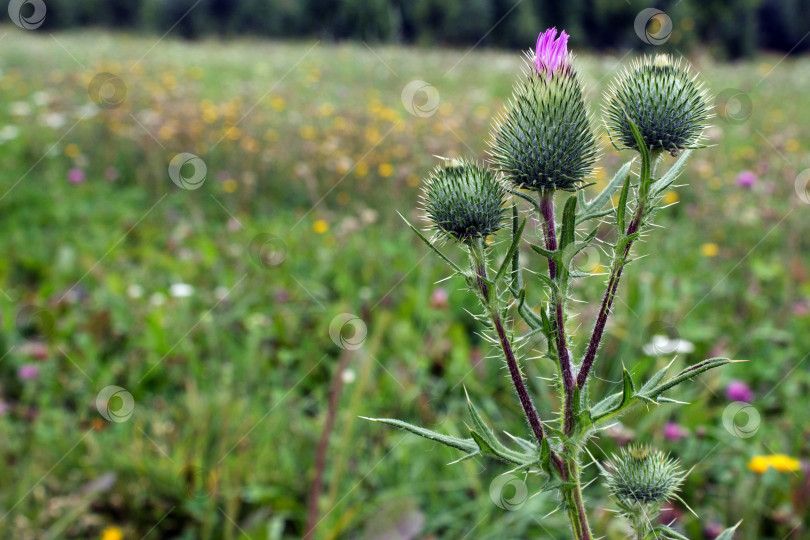 Скачать Цветок чертополоха (acanthus thistle) - цветущее растение, символ Шотландии фотосток Ozero