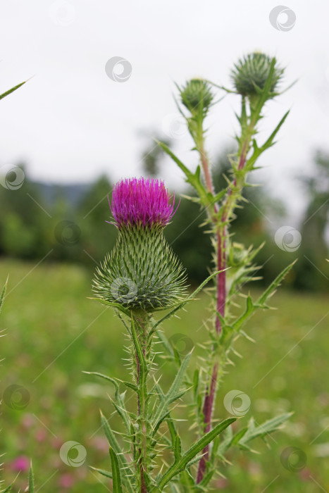 Скачать Цветок чертополоха (acanthus thistle) - цветущее растение, символ Шотландии фотосток Ozero