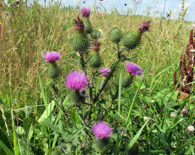 Скачать Цветок чертополоха (acanthus thistle) - цветущее растение, символ Шотландии фотосток Ozero