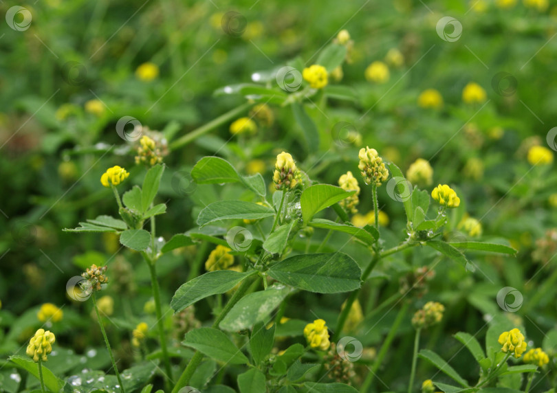 Скачать Желтые цветы Trifolium dubium, другие названия: малый клевер, настоящий трилистник, желтый молочай, дикий трилистник, желтый трилистник полевой фотосток Ozero