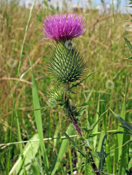 Скачать Цветок чертополоха - цветущее растение, символ Шотландии фотосток Ozero
