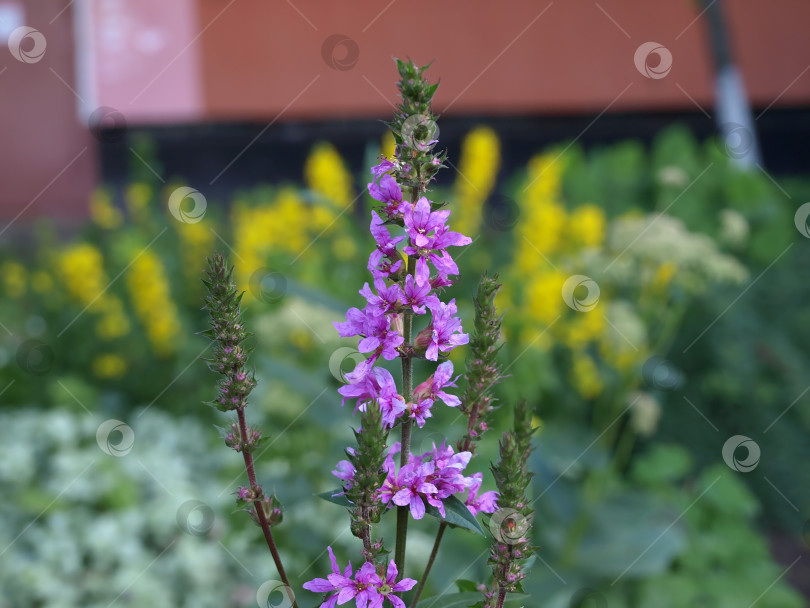 Скачать Цветки шиповника (Lythrum salicaria или пурпурный шиповник ) фотосток Ozero