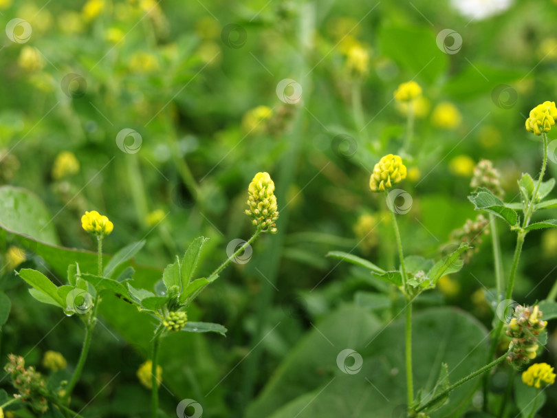 Скачать Желтые цветы Trifolium dubium, другие названия: малый клевер, настоящий трилистник, желтый молочай, дикий трилистник, желтый трилистник полевой фотосток Ozero