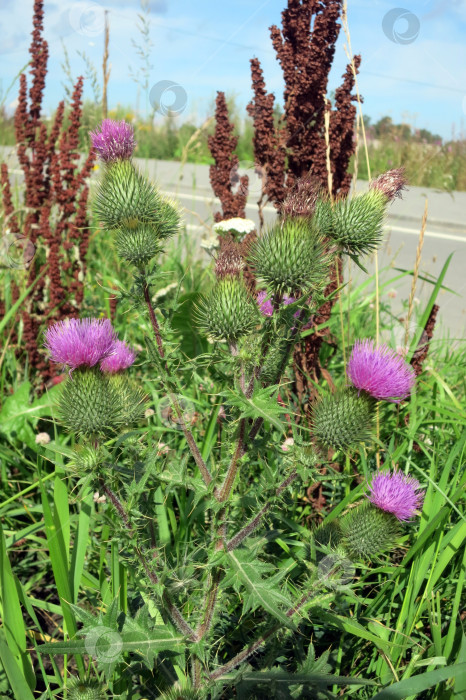 Скачать Цветок чертополоха (acanthus thistle) - цветущее растение, символ Шотландии фотосток Ozero