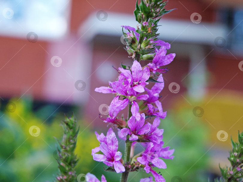 Скачать Цветки шиповника (Lythrum salicaria или пурпурный шиповник ) фотосток Ozero
