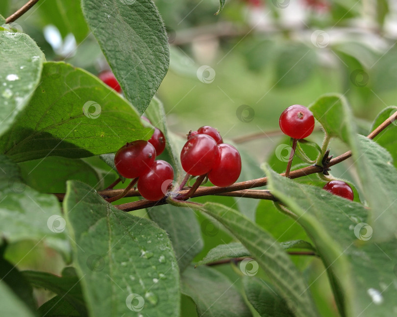 Скачать Ядовитые плоды мухомора(Lonicera xylosteum) Мухоморная жимолость Ветка жимолости с красными ягодами фотосток Ozero