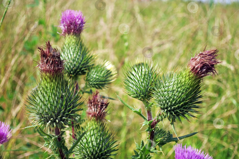 Чертополох Thistle шотландский