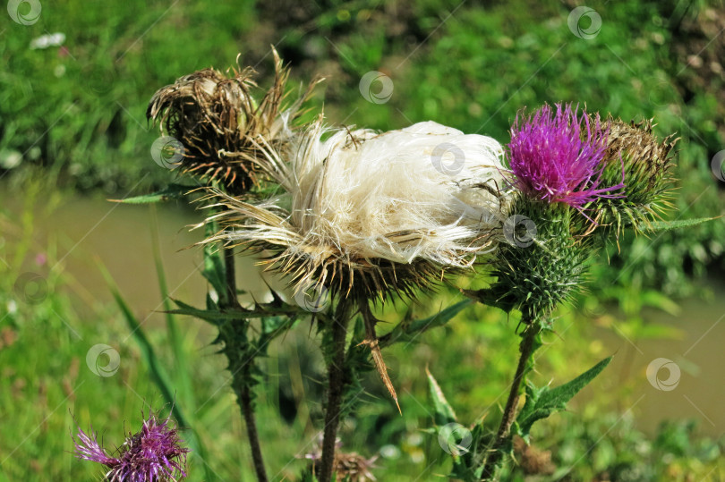 Скачать Цветок чертополоха (acanthus thistle) - цветущее растение, символ Шотландии фотосток Ozero