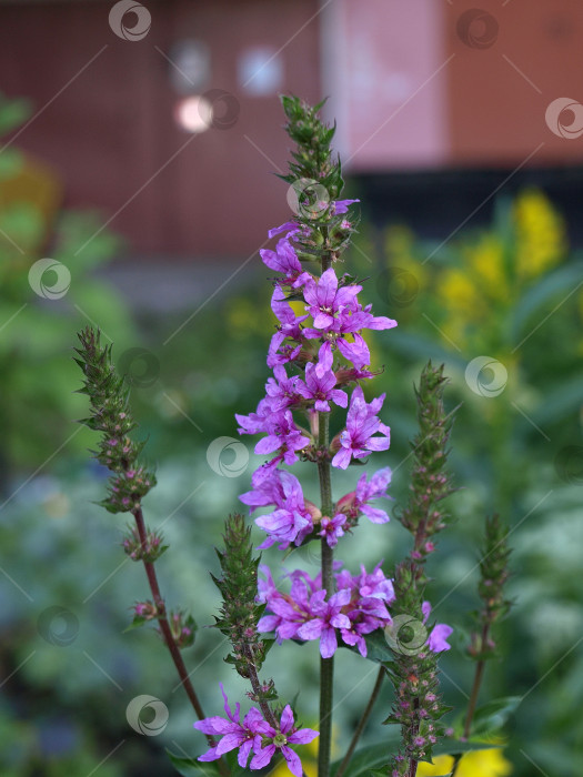 Скачать Цветки шиповника (Lythrum salicaria или пурпурный шиповник ) фотосток Ozero