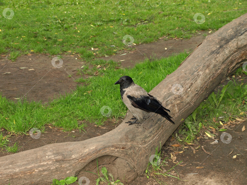 Скачать Молодая ворона на ветке ивы в парке фотосток Ozero