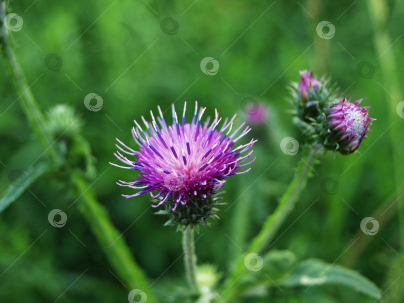 Скачать Вьющийся чертополох (carduus crispus) цветущее растение на лугу фотосток Ozero