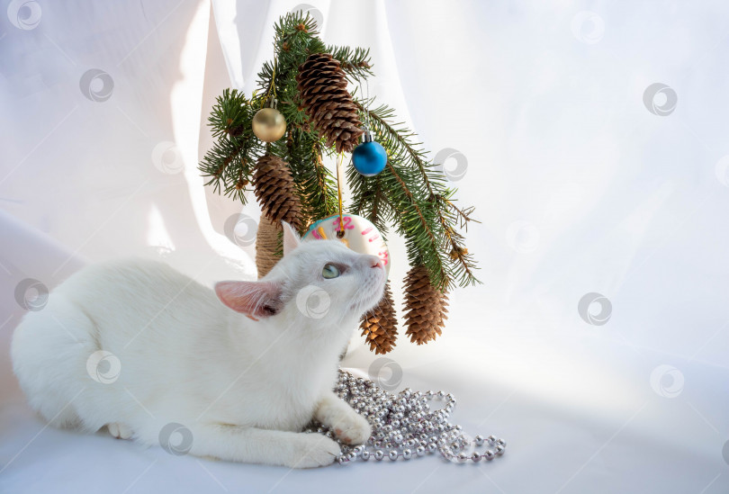 Скачать Канун Нового 2022 года.Белая любопытная кошка сидит рядом с букетом на рождественской елке фотосток Ozero
