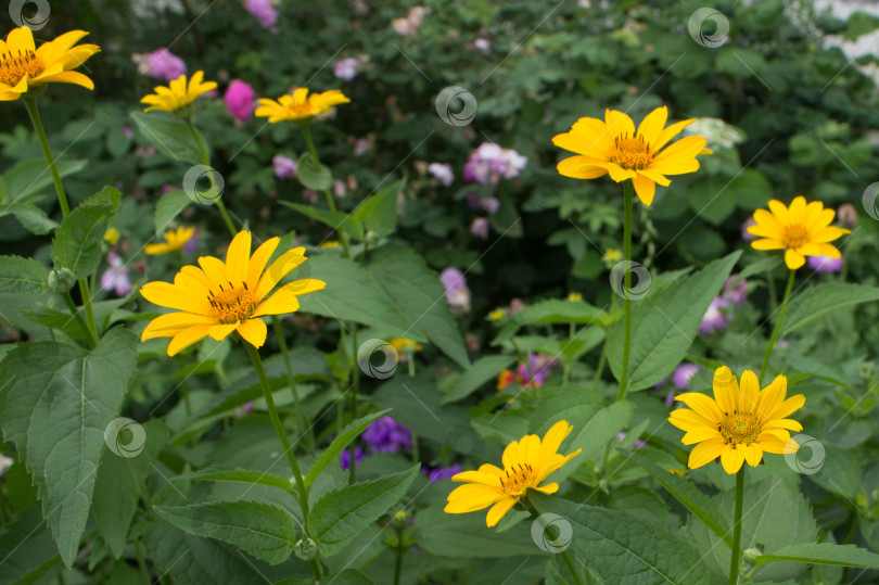 Скачать Красивый ярко-желтый цветок календулы в саду на клумбе фотосток Ozero