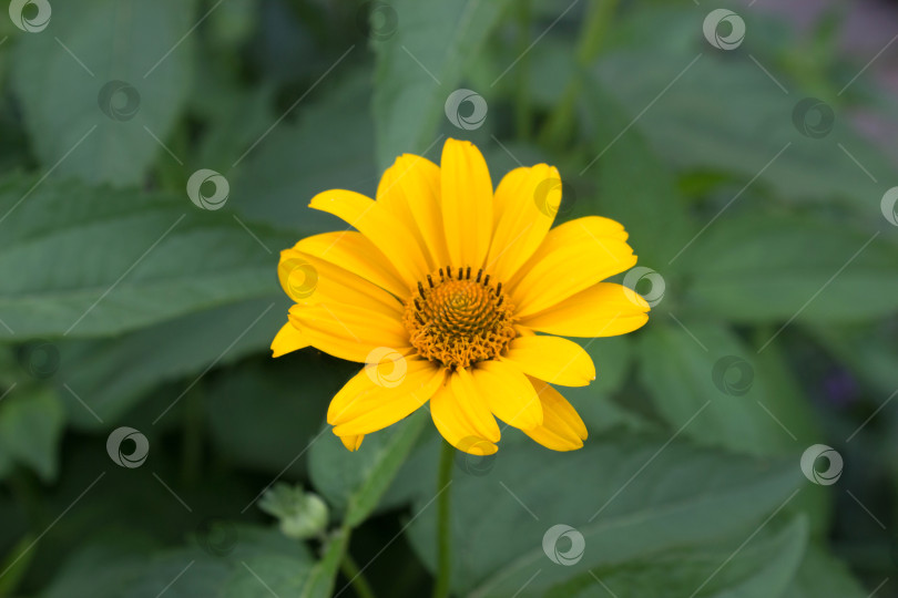 Скачать Красивый ярко-желтый цветок календулы в саду среди зелени фотосток Ozero