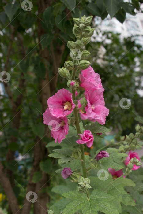 Скачать Красивый цветок розовой мальвы крупным планом рядом с нежными лепестками фотосток Ozero