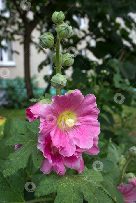 Скачать Цветок и бутоны розовой цикломеновой мальвы розовые цветы в саду фотосток Ozero