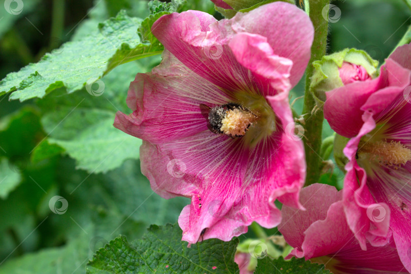 Скачать Розовый красивый цветок садового растения мальвы крупным планом со шмелем, забирающимся внутрь фотосток Ozero