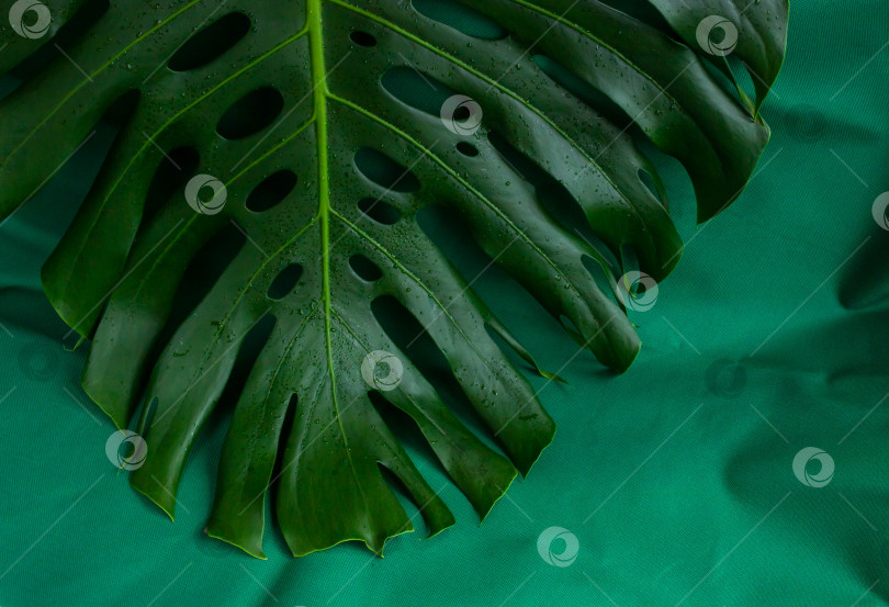 Скачать Тропический зеленый лист монстеры на зеленом фоне. вид сверху, место для копирования, плакат фотосток Ozero