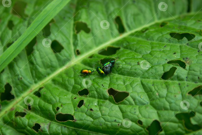 Скачать Два жука-листоеда (Chrysomela fastuosa) борются за самку своего вида. Радужные маленькие насекомые-жуки. фотосток Ozero