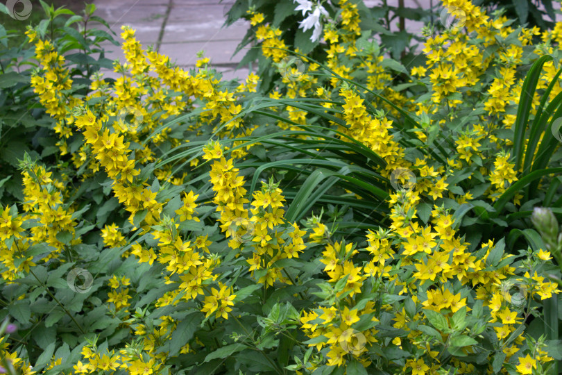 Скачать Желтые цветы вербены обыкновенной (Lysimachia vulgaris) В саду растет цветок вьюнка фотосток Ozero