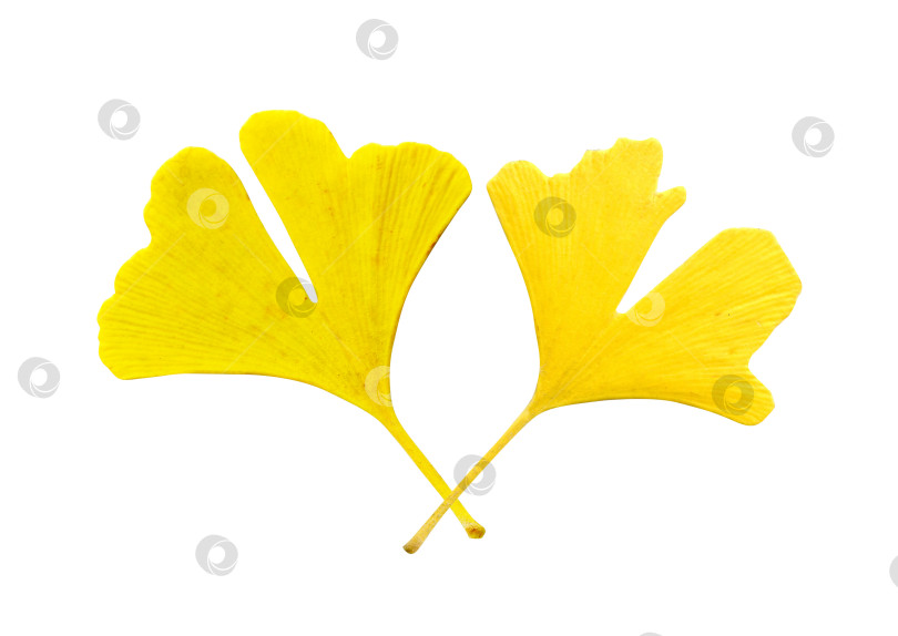 Скачать Два желтых листа гинкго на белом фоне для дизайна и креативности фотосток Ozero