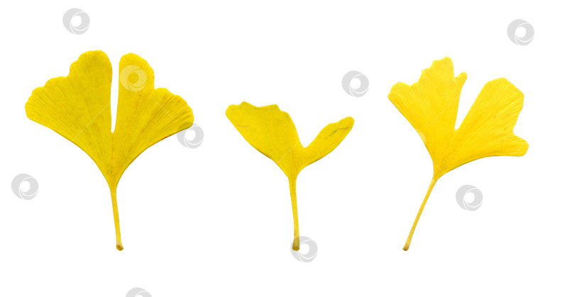 Скачать Набор из трех желтых листьев гинкго на белом фоне для дизайна и творчества фотосток Ozero