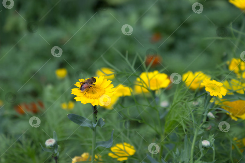 Скачать Муха, сидящая среди желтых цветов в саду фотосток Ozero