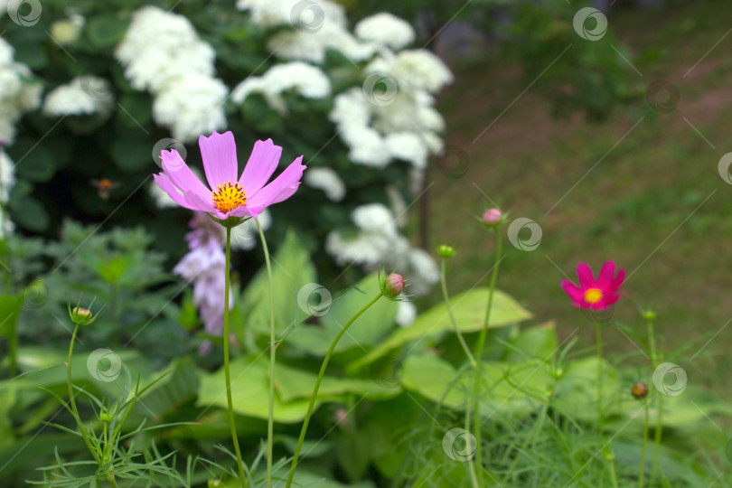 Скачать Садовый цветок Розовый Космос Декоративный цветок Космос (Cosmos bipinnatus) фотосток Ozero