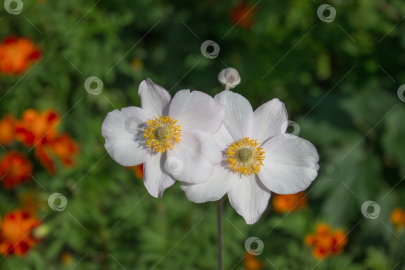 Скачать Белая анемона или ветреница (Anemone), цветущая в прекрасном зеленом саду фотосток Ozero