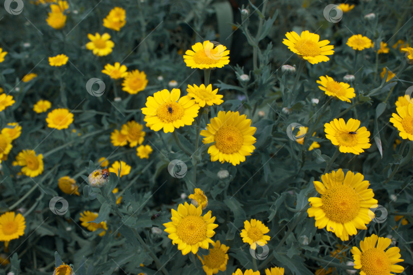 Скачать Желтые мелколистные цветы в саду Красивые желтые цветы фотосток Ozero