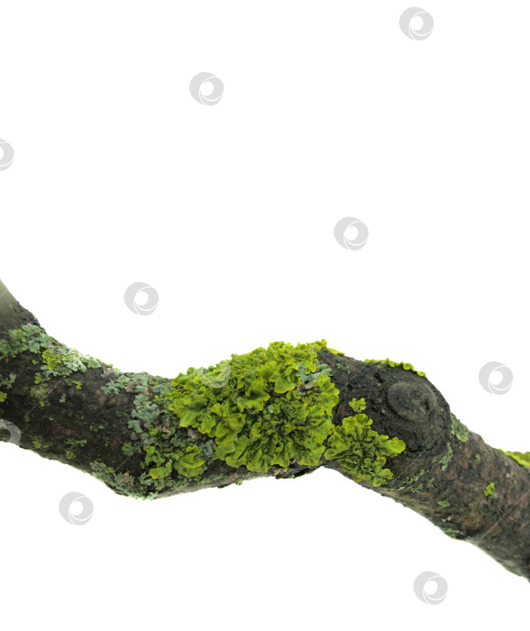 Скачать Ветка дерева, покрытая лишайником, на белом фоне фотосток Ozero