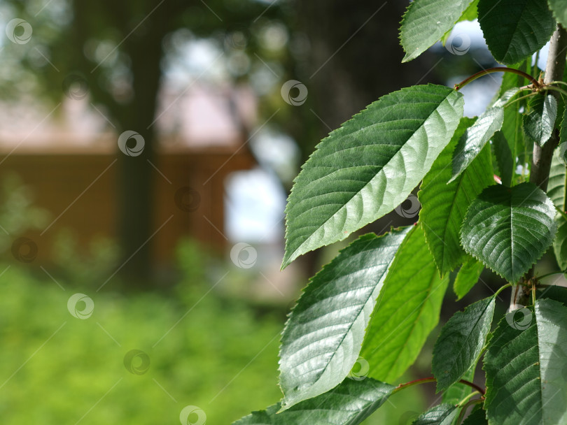 Скачать Деревенский пейзаж с зелеными листьями на переднем плане фотосток Ozero