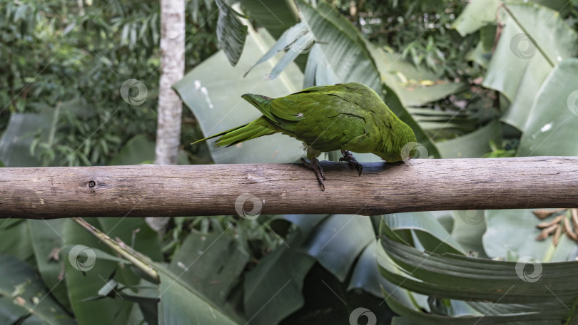 Скачать Яркий попугай Amazona albifrons сидит на жердочке фотосток Ozero