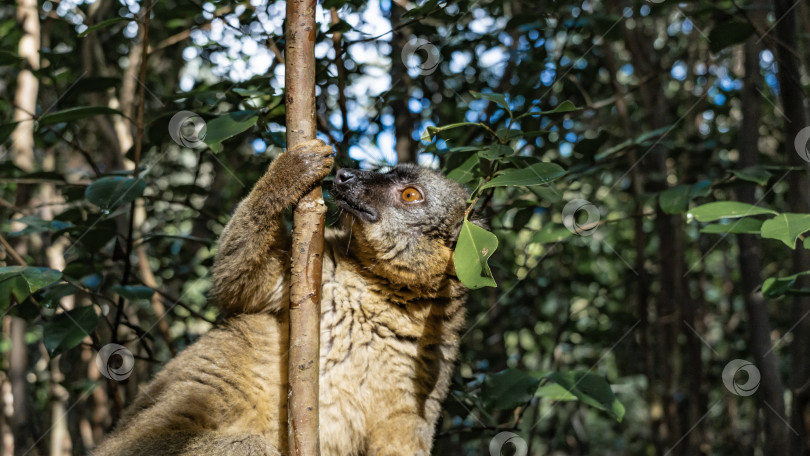 Скачать Обыкновенный коричневый лемур Eulemur albifrons фотосток Ozero