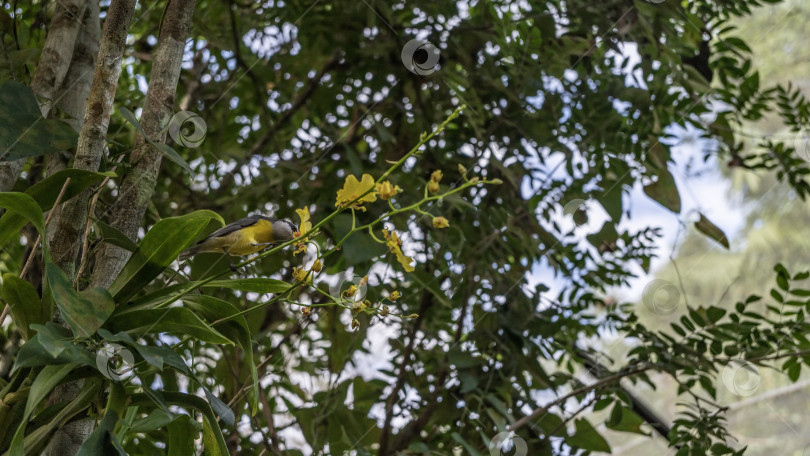 Скачать Маленькая тропическая птичка bananaquit coereba flaveola фотосток Ozero