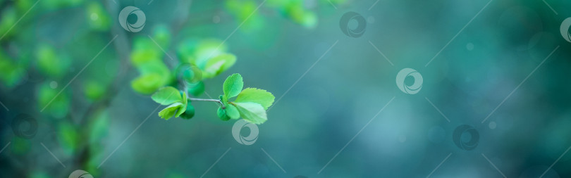 Скачать Красивый весенний фон с боке и свежими распускающимися листьями на ветке крупным планом фотосток Ozero