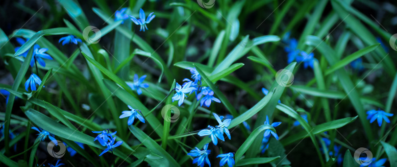 Скачать Голубые цветы подснежника на фоне зеленой травы, вид сверху фотосток Ozero