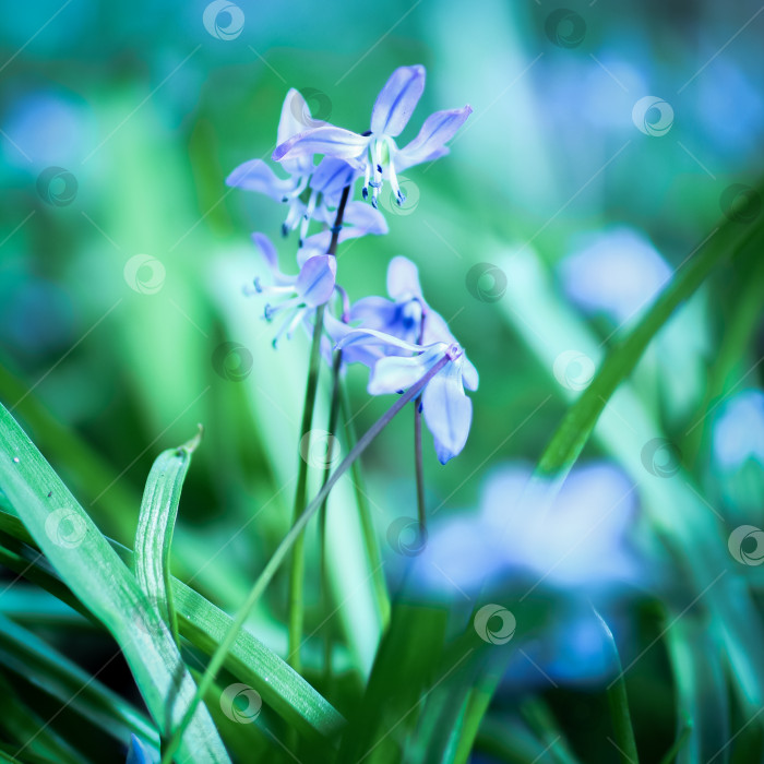 Скачать Распускающиеся голубые цветы подснежника крупным планом фотосток Ozero