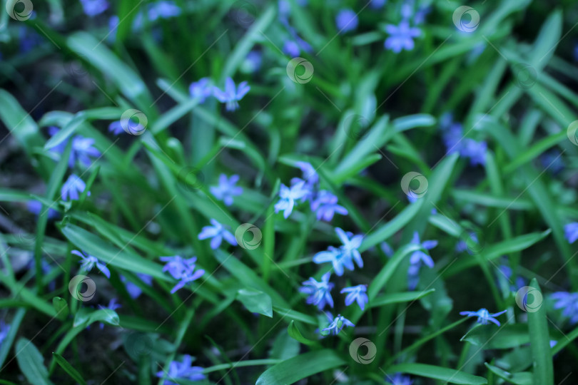 Скачать Размытый природный фон стравой и голубыми цветами, натуральный фон-подложка фотосток Ozero