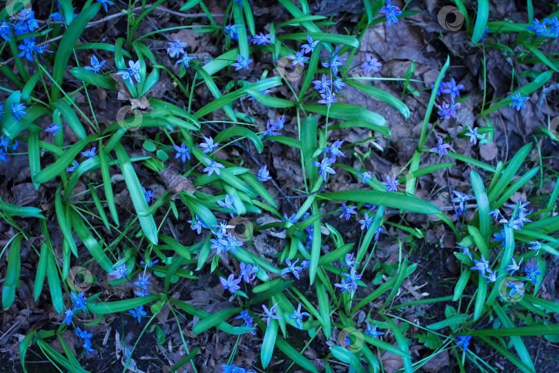 Скачать Цветы голубой пролеска на фоне зеленой травы и сухих листьев фотосток Ozero