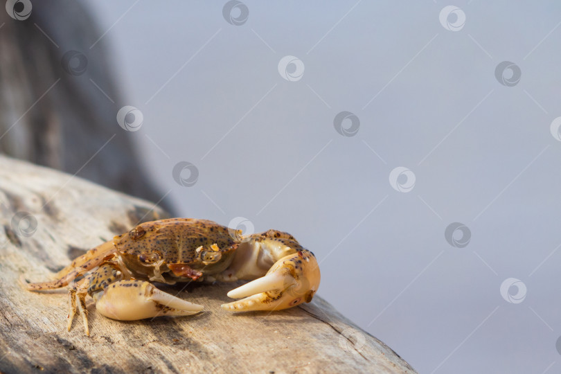 Скачать Маленький морской краб на голубоватом фоне. Животные в дикой природе фотосток Ozero