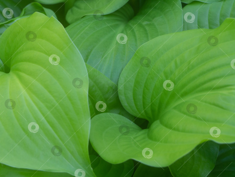 Скачать Фон с рисунком из зеленых листьев, малая глубина резкости, фокус в центре, натуральные пышные листья с легкой тонировкой. Фон с текстурой листьев для фона и дизайна фотосток Ozero